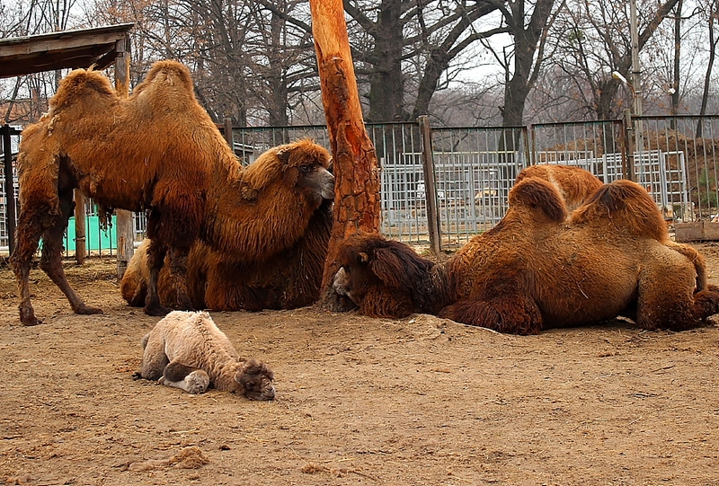 Фото: zoo.kharkov.ua