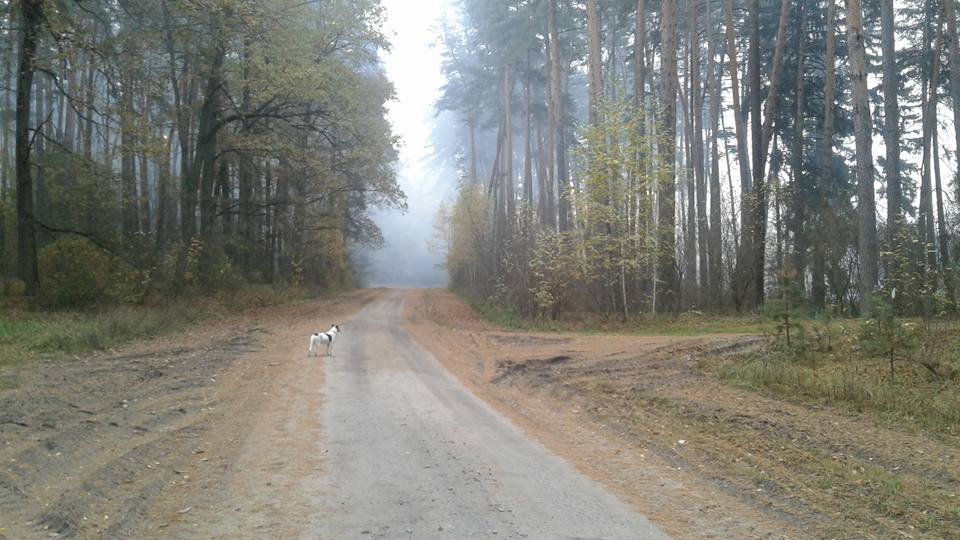 Із записів на Facebook: «Зранку ми поснідали і відправилися в дорогу. Коли підходили до села Гути, до нас зателефонувала сільський голова, запитала, чи ми будемо в їхньому селі. Я сказав, що будемо. Вона з радістю запросила нас в місцеву школу і сказала, що там нагодують і напоять чаєм... Цікава реакція дітей. Присутність собаки в школі їх більше дивувала, ніж присутність босих хлопців».