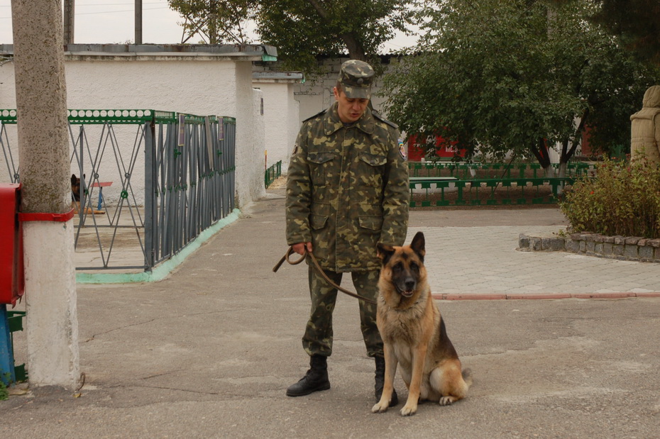 Собаки в питомнике ИК №100