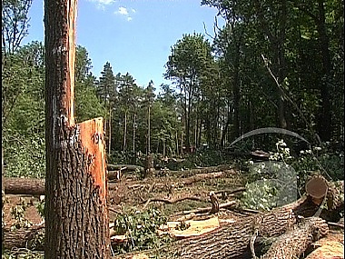 Зображення до:  В Харькове высадят 1006 деревьев взамен снесенных в Лесопарке