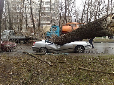 Зображення до:  Во время грозы в Харькове дерево упало на машину