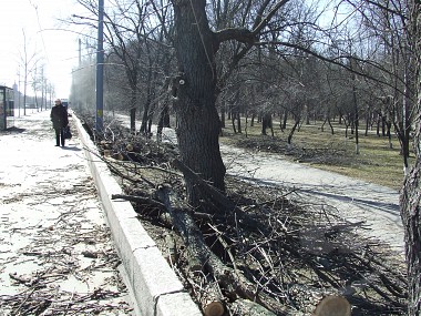 Зображення до:  Обрезка деревьев помешает движению 11-го троллейбуса