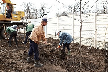 Зображення до:  На проспекте Гагарина сажают клёны