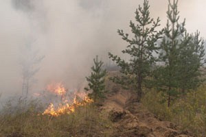 Зображення до:  Три гектара леса пожарные тушили несколько часов