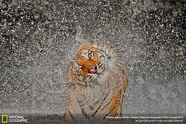 Зображення до:  Фотоконкурс National Geographic. Победители