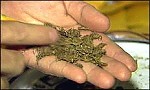 Зображення до:  Двое крымчан в ведре везли почти 2,5 кг марихуаны