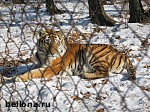 Зображення до:  Харьковские уссурийские тигры стали одесситами