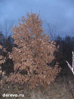 Article В Валковском районе расследуют «дело о 40-ка дубах»