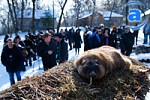 Зображення до:  Харьковского байбака Тимку женили накануне Дня сурка (фоторепортаж)