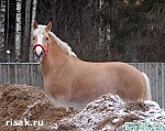 Зображення до:  Англичане и харьковчане обсудят переработку навоза в зоопарке