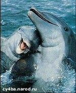 Article Люди не смогли, а у дельфина получилось, или Как афалина спасла двух китов