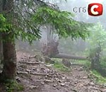 Article Ученые нашли ель, которая выросла сразу после ледникового периода