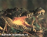Зображення до:  В Харькове на улице задержан мужчина с нильским крокодилом и императорским удавом