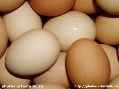 Article В Харьковской области увеличивается производство яиц