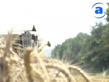 Зображення до:  В Украине урожайность зерновых выше почти в два раза по сравнению с прошлым годом