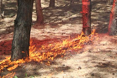 Article Две дачи сгорели в Харьковской области из-за сухой травы