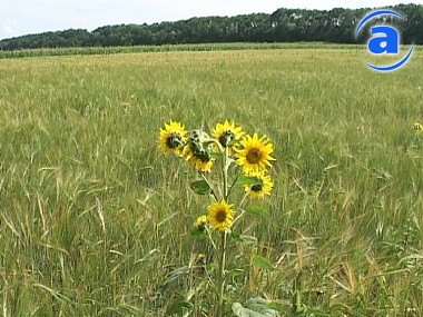 Article В поселке Крысино потерялась 2-летняя девочка