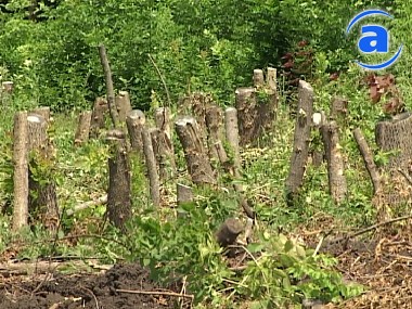 Article Взамен каждого снесенного дерева на Московском проспекте посадят 5 новых деревьев