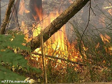 Article Лес в Изюмском районе, по предварительной версии, подожгли
