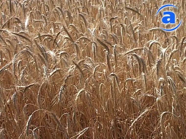Article Харьковская область продовольственным зерном обеспечена