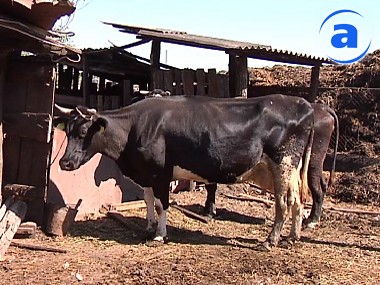 Article Троих жителей Горловки обвиняют в кражах скота в Харьковской, Луганской и Донецкой областях