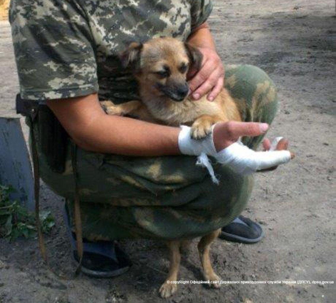 Зображення до:  Спасительное чутьё. Как собака сохраняет жизни пограничникам