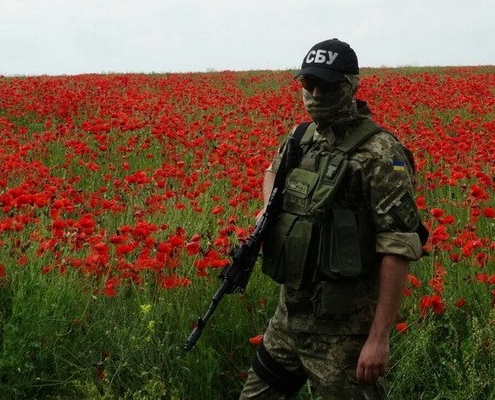 Зображення до:  В Купянском районе сотрудники СБУ нашли маковую плантацию