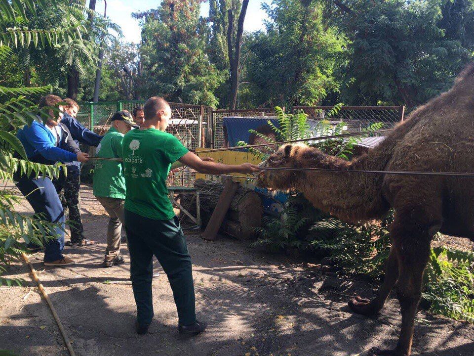 Зображення до:  В Харькове поселилась упрямая верблюдица