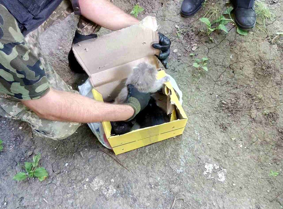 Зображення до:  В подозрительной коробке харьковские взрывотехники нашли котят