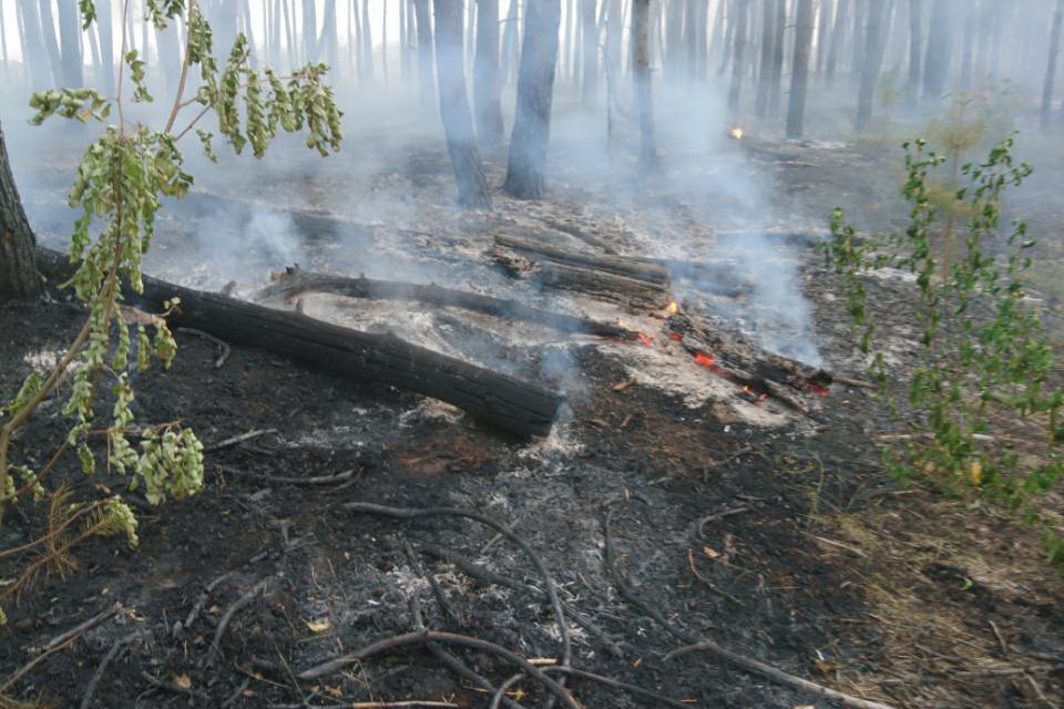 Зображення до:  Площадь лесного пожара в Нововодолажском районе увеличилась