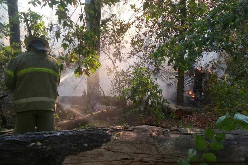 Зображення до:  С начала года в Харьковской области пожарами уничтожено около 90 га леса