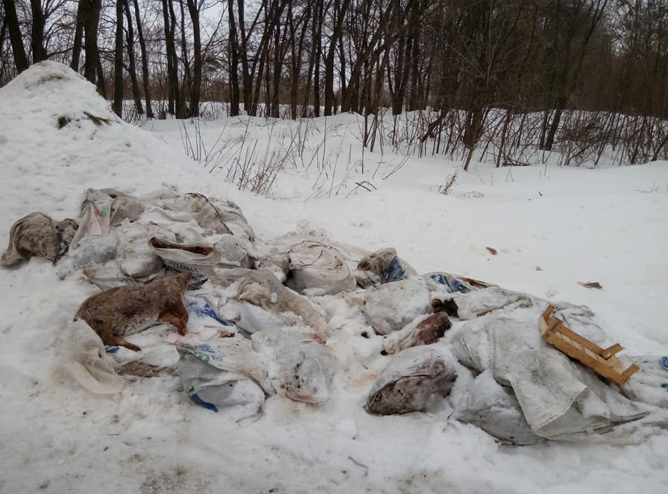 Зображення до:  На стихійному звалищі у Харкові знайшли рештки інфікованих АЧС свиней