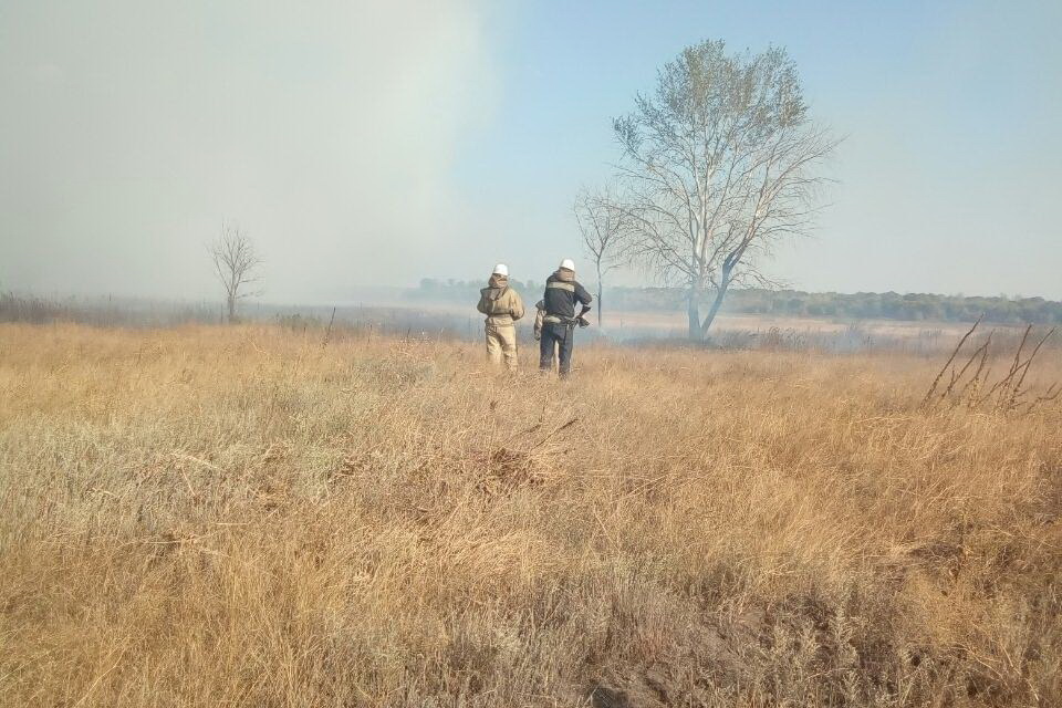 Зображення до:  Пожежа в полі на Чугуївщині загрожує лісу — ДСНС