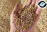 Article Первые тысячи зерна – в закрома стабилизационного фонда