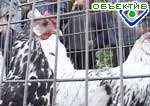 Article В Днепропетровской области – куриный грипп?