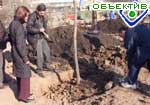 Article За два месяца в Московском районе было высажено 770 саженцев деревьев