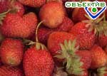 Article В воскресенье в Изюме наедятся клубники