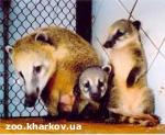 Article В харьковском зоопарке появилось потомство у носух и корсаков