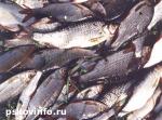 Article Во время проверок прокуратура Харьковской области забраковала 12 тонн рыбы