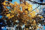 Article В город пришло бабье лето