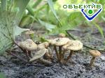 Article Отравление грибами в Харькове отменяется