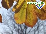 Article Завтра синоптики обещают такой же туманный день