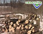 Article В районе станции метро «Пролетарская» будет срублено 159 деревьев