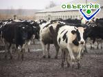 Article Задержана группа людей, два года грабившая фермерские хозяйства в Харьковской, Сумской и Полтавской  областях