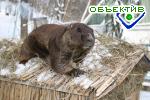 Article Главный сурок Украины Тимка прогнозирует наступление весны через 6 недель