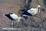 Зображення до:  Высоковольтные столбы для аистов заменят специальными платформами