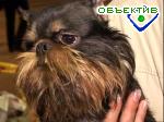 Article В Харькове любовь к животным будет обходиться дороже