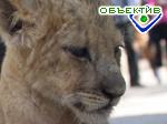 Article Львенка Симбу прооперируют в июне