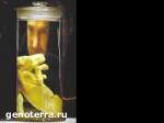 Article The Observer: Украина продает человеческие зародыши за границу