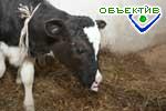 Article Украине катастрофически не хватает мяса
